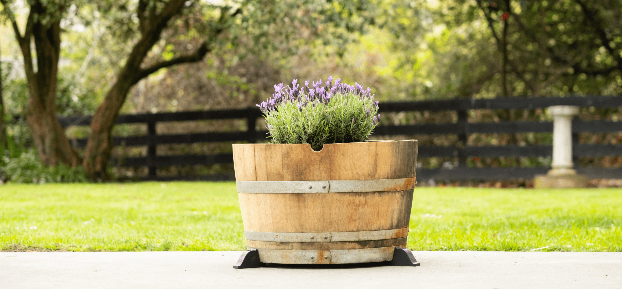 Barrel feet with lavander